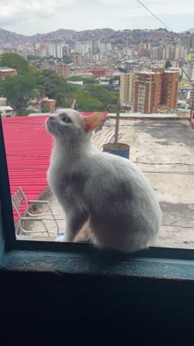Cat spotted on Caracas window sill overlooking cityscape