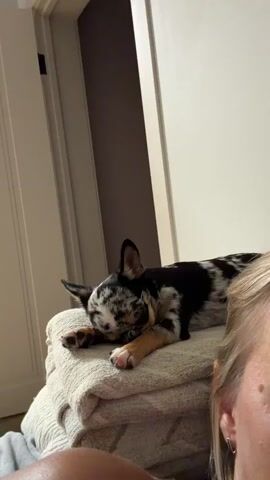 A small, spotted dog, possibly a chihuahua or terrier mix, sleeps on a stack of folded blankets. The dog has black, white, and tan markings and is lying on its stomach with its head resting on its paws. A person's arm and shoulder are visible in the foreground, partially obscuring the view. The background shows a doorway and a wall. The scene appears to be indoors, likely in a home.
