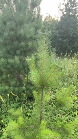 A video shows a patch of forest with a variety of trees and plants. In the foreground, a young pine tree stands tall and vibrant. To the left, a larger pine tree reaches towards the sky, its branches laden with needles. In the middle ground, a slender maple tree stands out, its leaves a deep green. The area is filled with a lush carpet of green vegetation, interspersed with small yellow wildflowers. In the background, a dense forest of pine trees creates a natural backdrop. The sky above is a soft, hazy blue, suggesting it is either early morning or late afternoon.