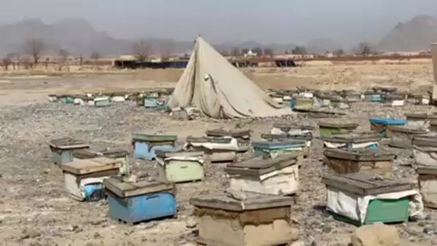 The video shows a large collection of wooden beehives scattered across a dry, dusty field. The beehives are mostly painted in shades of blue, green, and off-white, with some appearing worn and weathered. A large, faded white tent stands in the background, slightly slumped. In the distance, a mountain range is visible under a hazy sky. The environment appears arid and rural, with sparse vegetation and a few scattered buildings. There are no people visible in the video.