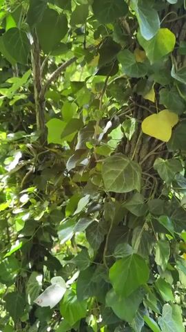 The video presents a close-up view of vibrant green ivy densely covering a tree trunk. Bright sunlight filters through the foliage, creating a play of light and shadow on the leaves. The camera slowly pans upwards, revealing the intricate patterns of the ivy vines and the varying shades of green of the leaves, some catching the direct sunlight while others remain in shadow. The scene depicts a natural outdoor setting, likely a garden or wooded area in Shirokaya Schel, Russia, under sunny daytime conditions. No people or visible text are present.