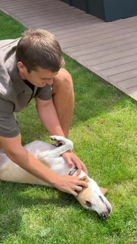 A young man is on his knees in the grass, petting a light-colored dog that is lying on its back. The dog's legs are in the air, and the man is gently stroking its chest and head. The man is wearing a dark shirt and shorts, and the dog appears to be a medium-sized breed. The background shows a grassy yard with a wooden deck and a dark building. The overall scene is one of playful interaction between a person and their pet.