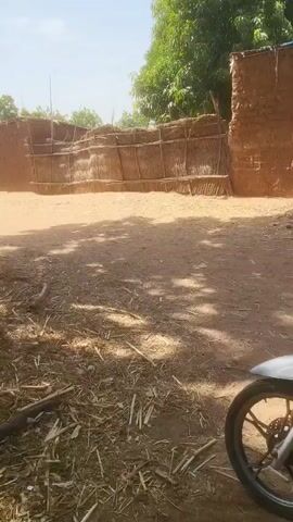 The video shows a rural scene, likely in Africa. A few cattle with large horns graze in a dirt yard under trees. The yard is strewn with straw and branches. There are traditional buildings with thatched roofs and walls made of woven reeds. A small motorcycle is parked in the foreground. Towards the end of the video, three children are seen sitting in the shade of a reed wall.