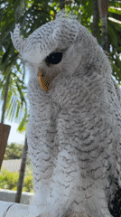 Barred owl chilling on a perch in Bali