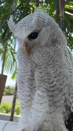 Barred owl chilling on a perch in Bali