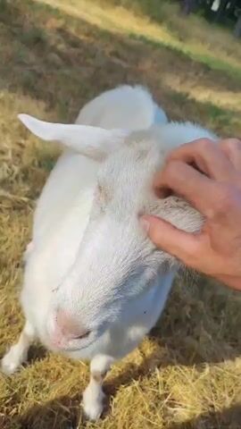 The video shows a close-up view of a white goat being petted by a person's hand. The goat's head and upper body are visible, with its ears perked up and its face turned towards the person. The hand is gently stroking the goat's head and neck. The background consists of dry, grassy ground, suggesting an outdoor setting. The lighting is natural, indicating daytime.