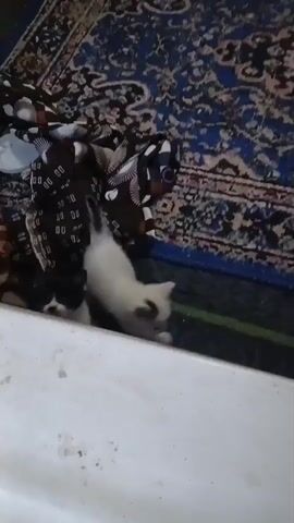 Two kittens are on a patterned rug. One kitten is black and white and partially obscured by a white object. The other kitten is white and looking at the camera. There are some folded fabrics and a white plastic object on the rug.