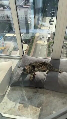 A cat is lying on a gray pillow in front of a window overlooking a city street. The cat is a tabby with brown, black, and gray stripes. The cat is sleeping and its eyes are closed. The pillow is on the floor, which is tiled with marble. In the background, there are buildings and cars. There is another cat in a corner of the balcony lying on a blue towel.