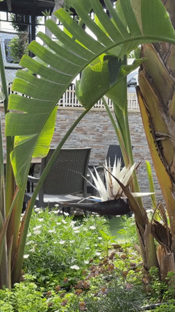 White Bird of Paradise blooms in Alanya garden