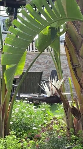 White Bird of Paradise blooms in Alanya garden