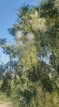 Gulabad, Uzbekistan