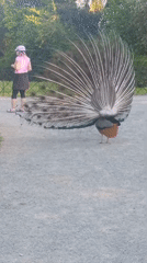 Peacocks display spectacular plumage in Kroměříž gardens