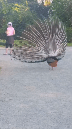 Peacocks display spectacular plumage in Kroměříž gardens