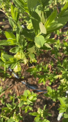 Rural scenes and bee activity documented in Malyi Bukor