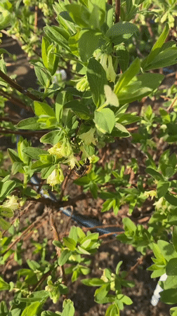 Rural scenes and bee activity documented in Malyi Bukor