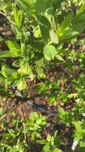 Rural scenes and bee activity documented in Malyi Bukor