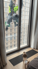 Moscow morning: window washer works, woman takes dog selfie