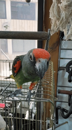 Colorful parrot perched on cage edge, Tel Aviv