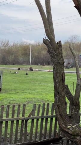 The video shows a rural scene with a grassy area and various birds. Several turkeys and ducks are visible scattered across the grass, some sitting and others walking. A weathered wooden fence is in the foreground, partially obscuring the view. Behind the fence is a gnarled tree trunk with several branches. In the background, there's a dirt road with a few vehicles passing, along with utility poles and dense vegetation. The sky is overcast, suggesting a cloudy day.