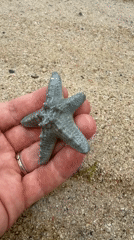 Starfish and shellfish up close on a Bali beach