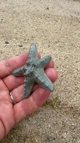 Starfish and shellfish up close on a Bali beach