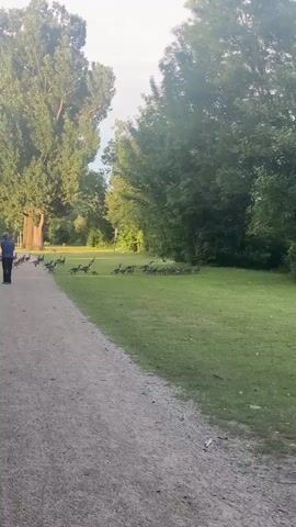 A person stands on a gravel path, facing a flock of geese that are spread across a grassy field. The person is wearing a blue jacket and dark pants. Another person is visible to the left of the first person, also facing the geese. The geese are walking and grazing on the grass. Tall trees and foliage surround the grassy area. The sun appears to be low in the sky, casting long shadows.