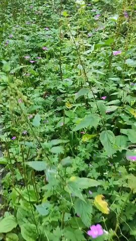 The video shows a low-angle, blurred shot of a dense forest floor covered with green leaves and small purple flowers. The camera is moving forward and slightly to the right, creating a sense of walking through the undergrowth. The lighting is natural, suggesting an outdoor environment during the day. No people or distinct objects are visible beyond the vegetation.