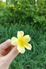 Yellow dandelions observed in fields and close-up during spring afternoon