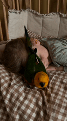 Quiet home moments with books and pet parrot in Khimki
