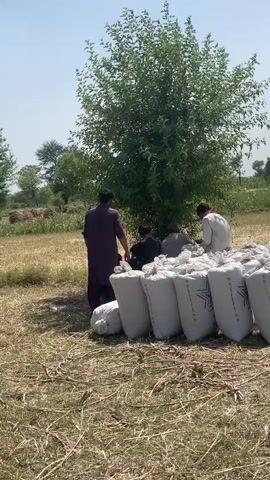 The video shows a rural scene with a group of men standing near several large white sacks. Behind them is a large leafy tree providing shade. In the distance, a tractor is seen moving through a field, kicking up dust. The ground in the foreground is dry and covered with straw. The sky is clear and blue.