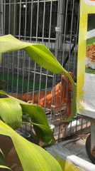 Orange iguana observed shedding skin in cage, Đà Nẵng