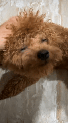 Owner plays with brown poodle during afternoon in Vietnam