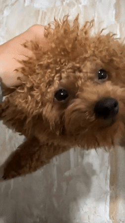 Owner plays with brown poodle during afternoon in Vietnam
