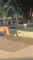 Dog plays fetch in a Belgrade park fountain on a sunny morning