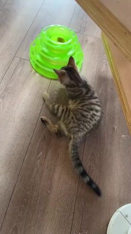 This is a short video clip showing a young tabby kitten on a wooden floor. The kitten is the primary subject and is captured from a high angle. It is initially lying on its side, looking towards the camera, then it sits up and looks directly into the lens. The kitten has distinctive tabby markings with stripes on its body and tail. Its eyes are wide open and appear curious.

In the background, to the left of the kitten, is a bright green, multi-tiered cat toy, likely a ball track toy. The floor is made of wooden planks with a warm, light brown tone. In the bottom right corner of the frame, a portion of a white, circular object, possibly a robotic vacuum cleaner, is visible. To the right of the kitten, a wooden surface is partially visible, suggesting furniture or a doorway.

The lighting suggests it is daytime, with light coming from the top left. No specific weather conditions are discernible. The scene appears to be indoors, in a domestic setting. The kitten's wide-eyed gaze and upright posture indicate alertness and engagement with the viewer. There is no discernible text in the video. The overall mood is playful and endearing, highlighting the kitten's cuteness and curiosity.