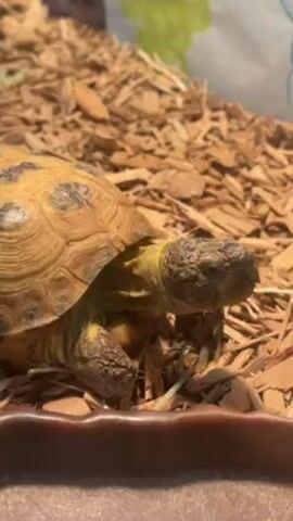 A close-up video shows a tan and brown turtle sitting in a brown dish. The turtle is in an enclosure lined with wood chips. Upbeat music is playing in the background. The turtle's head and legs are visible.  The turtle does not move.