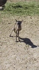 Morning at Hadzhidimovo Wildlife Park, Bulgaria