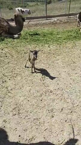 A newborn lamb stands unsteadily on a patch of dry earth and scattered hay. The lamb is small and thin with a dark face and ears, and its legs are spindly. It casts a long shadow in the bright sunlight. In the background, a patch of green grass is visible, along with a large, indistinct object that may be a rock or an animal. The lamb shifts its weight, its legs wobbling as it struggles to maintain its balance.