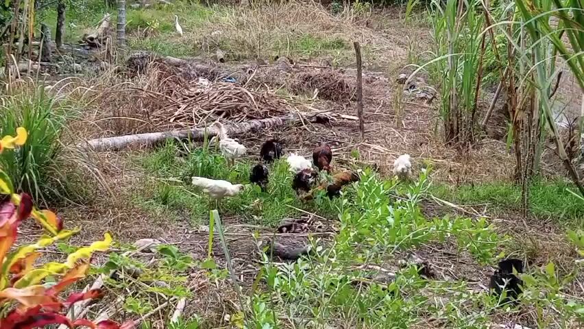 A flock of chickens, mostly brown and white, are foraging in a grassy, overgrown area. A few stalks of sugarcane are visible in the background, along with dry brush and a fallen log. The chickens appear to be pecking at the ground and interacting with each other as they move through the scene. The overall impression is of a rural, natural setting.
