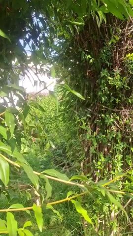 The video shows a narrow pathway between dense greenery and a wooden fence. Sunlight filters through the leaves, creating dappled light. In the foreground, green leaves and branches are prominent, partially obscuring the view of the path. Further down the path, more greenery and some structures are visible in the distance. A person, with their back to the camera, wearing a light-colored shirt, enters the frame from the right side, momentarily blocking the view of the pathway. The person is holding what appears to be a red object in their right hand. The person continues to move along the path, out of frame. The overall scene is outdoors, likely a garden or a natural area with a man-made path.