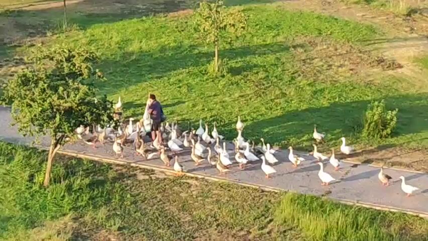 The video shows an aerial view of a person standing on a paved path in a grassy, park-like area. The person is surrounded by a flock of geese, some of which are white and some are brown and white. The person appears to be feeding the geese, as they are holding something in their hands and the geese are gathered closely around them. The geese are mostly facing the person and are in various stages of eating or waiting for food. The path is bordered by green grass and there are trees in the background. The sun appears to be shining, casting shadows on the grass.