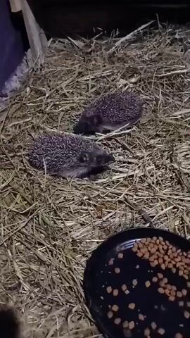 The video shows two small hedgehogs in an enclosure filled with hay. In the foreground, a black bowl containing small brown pellets, presumably food, is visible. The hedgehogs appear to be resting or foraging in the hay. The lighting suggests the video was taken indoors or at night.