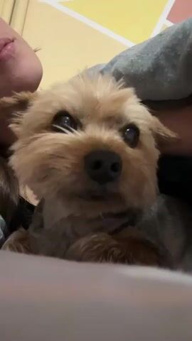 The video shows a close-up of a Yorkie dog being held by a person. The dog has tan and gray fur and is looking towards the left of the frame initially, then turns to look directly at the camera. The person holding the dog is visible with their lower face and shoulder. They are wearing a gray shirt. The background includes a wall with a geometric design in yellow and orange. The setting appears to be indoors.