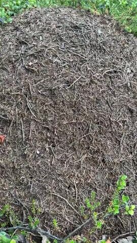 The video is a close-up, slightly shaky shot of an anthill. The anthill is large and dome-shaped, constructed from pine needles, small twigs, and other organic debris. The texture is rough and fibrous, with visible layers and an uneven surface. Small openings, likely entrances to the ant colony, can be seen scattered across the surface. In the foreground and along the bottom edge, low-lying green vegetation, possibly moss or small shrubs, is visible, suggesting the anthill is located in a forest or woodland environment. The lighting appears natural, indicating an outdoor setting. There are no people or animals clearly visible within the frame. The camera movement is minimal, focusing primarily on the details of the anthill's construction.