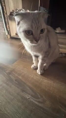 A cat is sitting on a wooden floor. The cat is a light grey tabby with folded ears. The cat's eyes are wide and it is looking down. The cat is in focus, and the background is blurred. The video is filmed from a low angle.