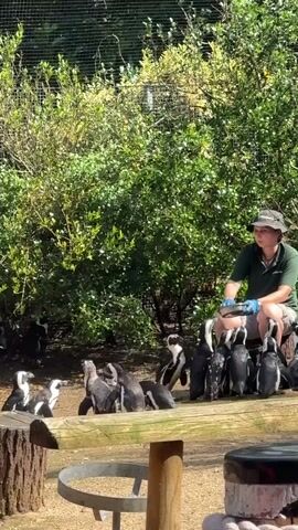 The video shows a zookeeper, wearing a hat, green shirt, and blue gloves, interacting with a group of penguins. The zookeeper is sitting on a log, holding a tablet or clipboard and a small object, possibly food. The penguins are gathered in front of the zookeeper on a wooden structure. Some penguins are on the ground near a tree stump. The environment appears to be an outdoor enclosure with lush green foliage and a wire fence in the background. The lighting suggests it is daytime.