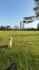 Dog plays fetch in Tel Aviv urban park