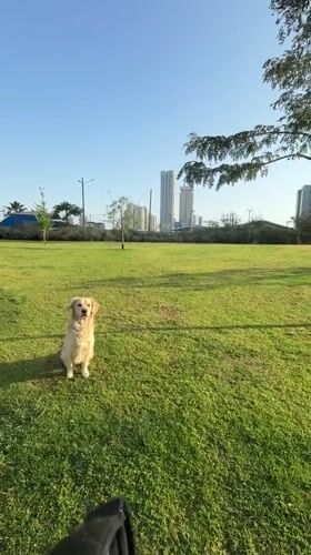 Dog plays fetch in Tel Aviv urban park