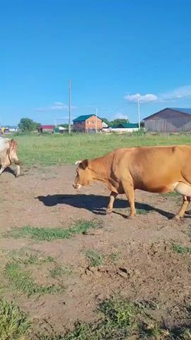 A brown cow walks across a dirt and grassy field under a bright blue sky. In the background, there is a wooden barn and some houses. A second cow, brown and white, enters the frame from the right and walks towards the first cow. The two cows then approach each other.