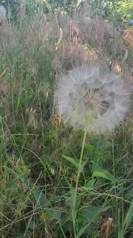 The video shows a close-up, low-angle shot of a large, white dandelion seed head (also known as a puffball or clock) positioned in the center of the frame. The dandelion is surrounded by tall, dry grass and some green foliage, indicating an outdoor, natural setting, possibly a field or meadow. The lighting suggests it is daytime, with sunlight illuminating the dandelion and casting shadows. The camera appears to be stationary, and there is no visible human presence or activity other than the gentle sway of the plant possibly due to wind. The background is blurred, focusing attention on the dandelion's intricate structure.